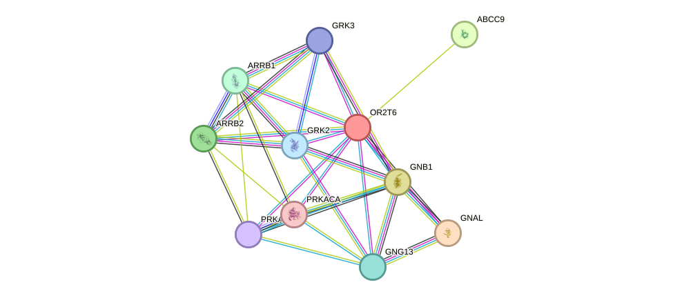 STRING protein interaction network