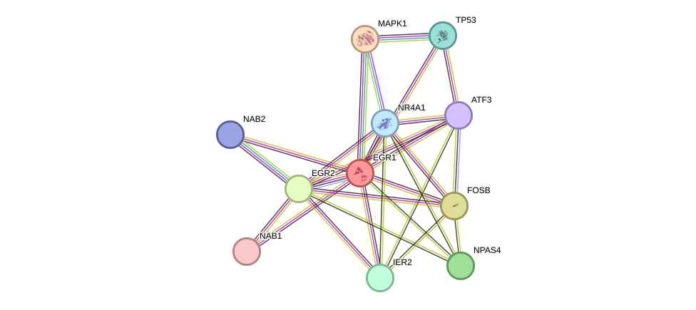 STRING protein interaction network