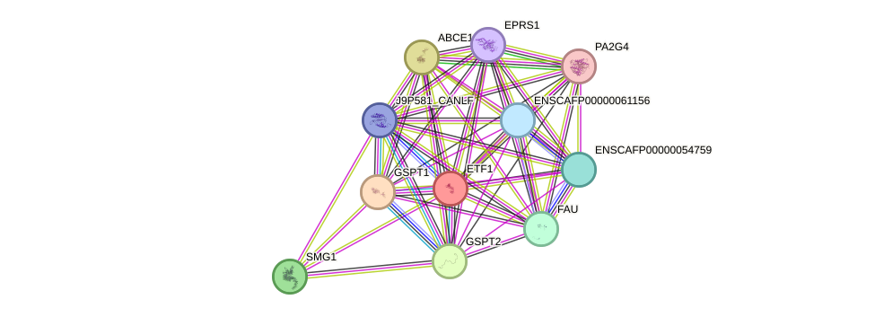 STRING protein interaction network