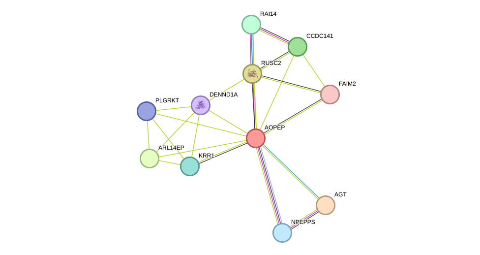 STRING protein interaction network