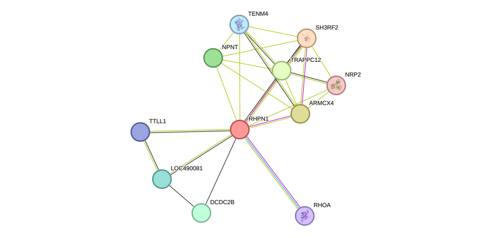 STRING protein interaction network