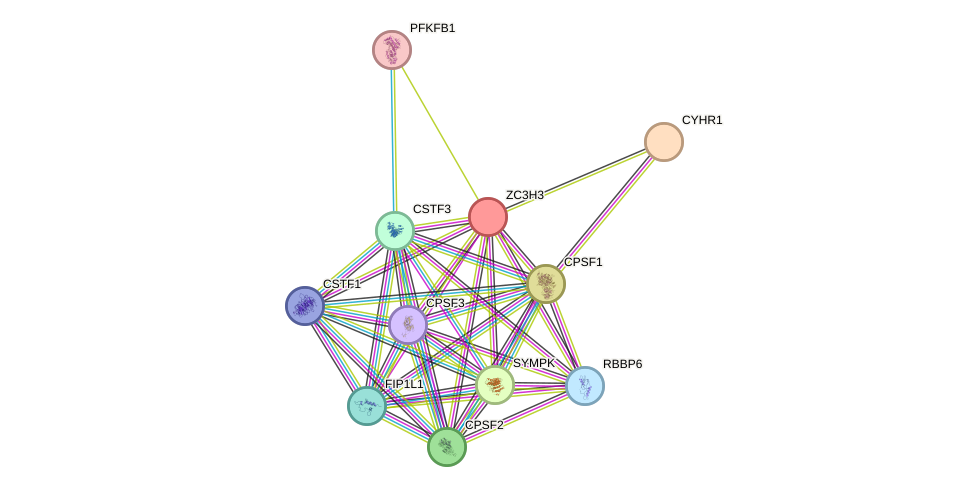 STRING protein interaction network