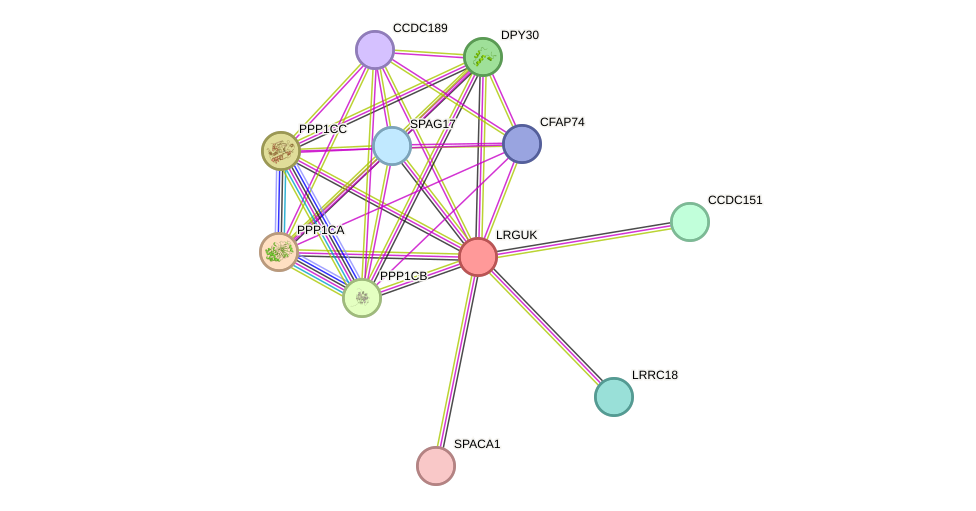 STRING protein interaction network