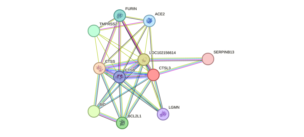 STRING protein interaction network