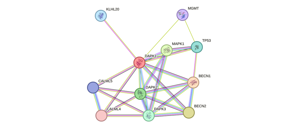 STRING protein interaction network