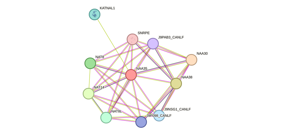 STRING protein interaction network