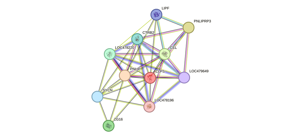 STRING protein interaction network
