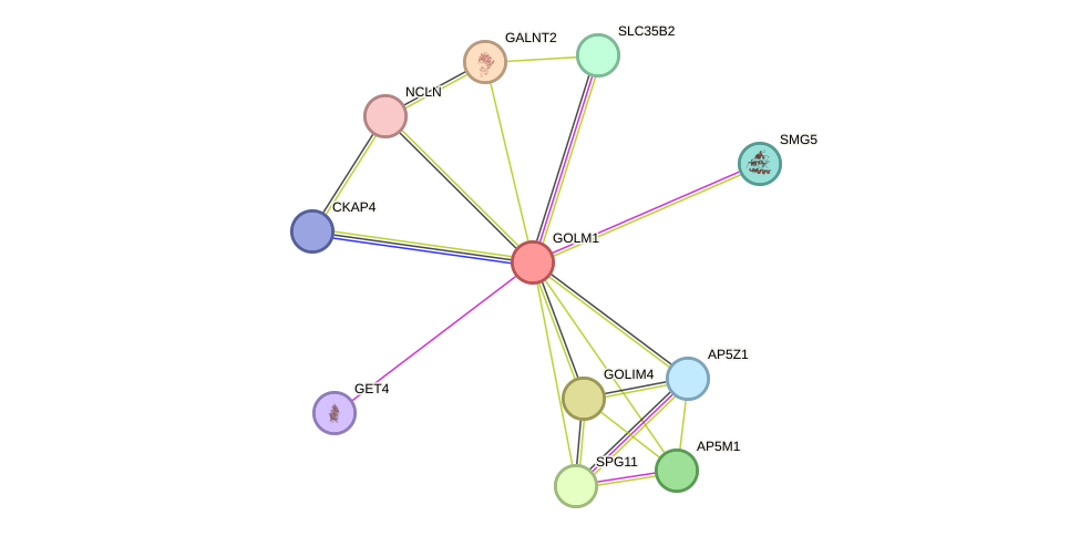 STRING protein interaction network