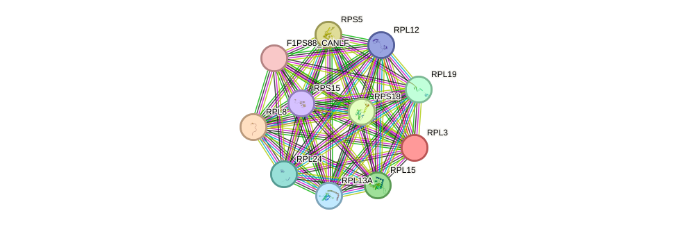 STRING protein interaction network