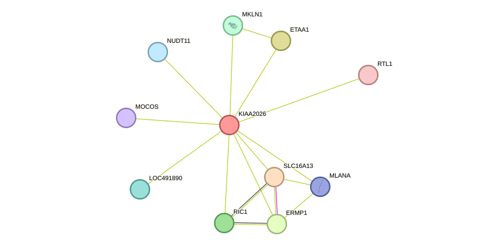 STRING protein interaction network