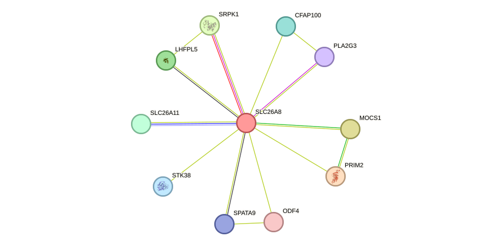 STRING protein interaction network