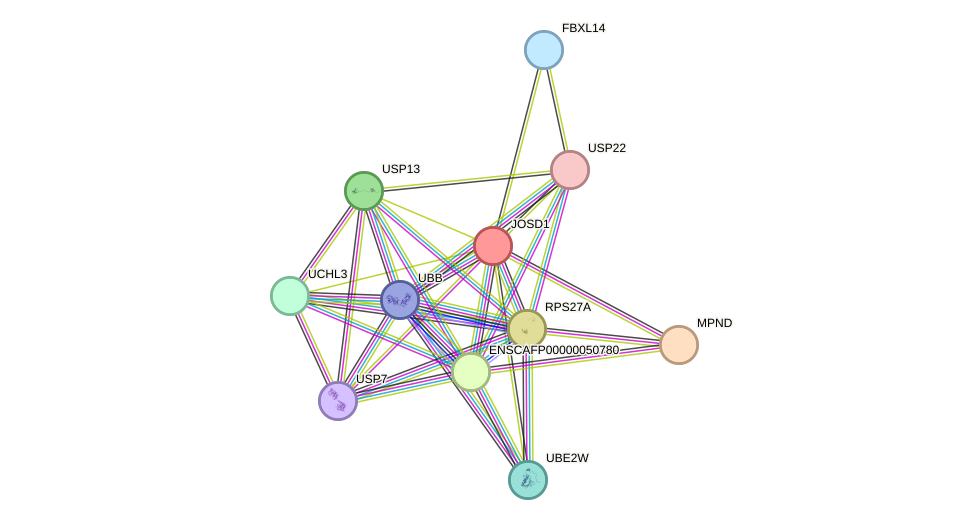 STRING protein interaction network