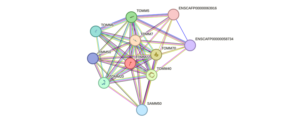 STRING protein interaction network