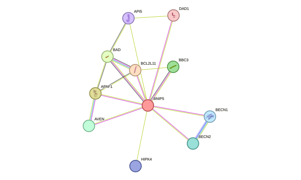 STRING protein interaction network
