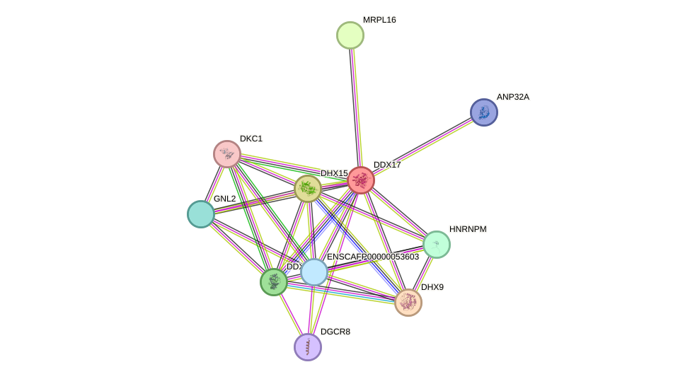 STRING protein interaction network