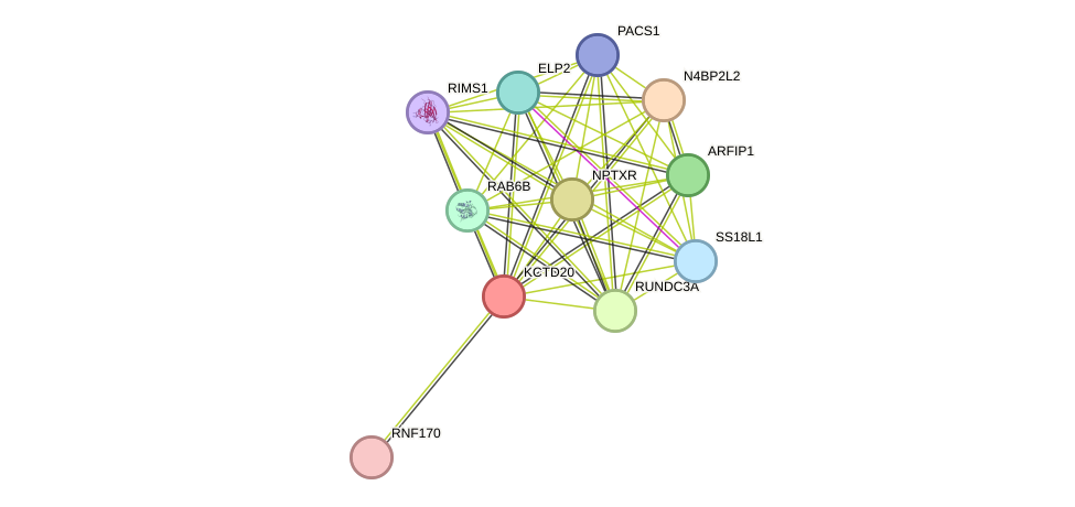 STRING protein interaction network