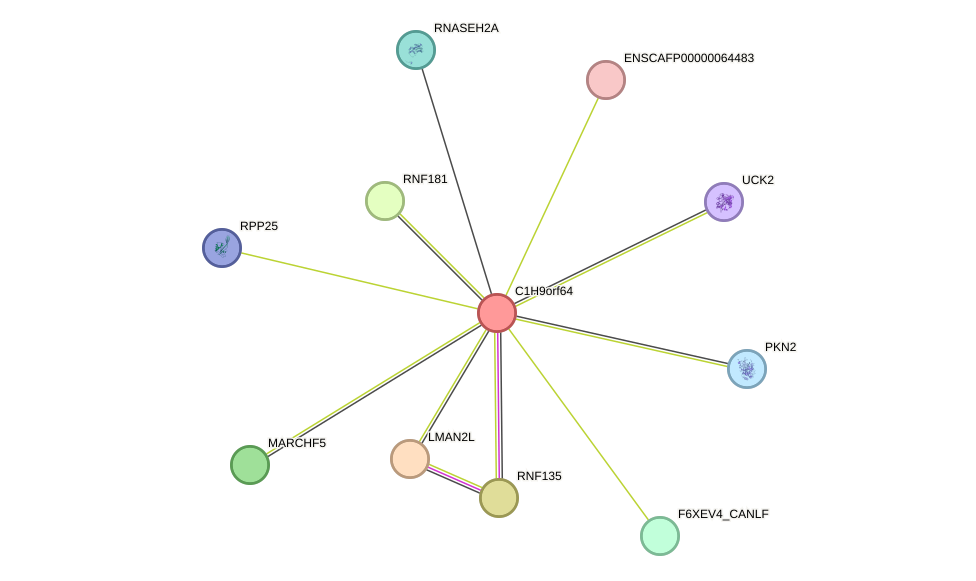 STRING protein interaction network