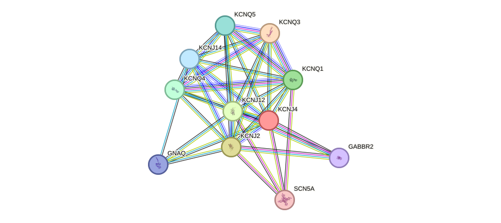 STRING protein interaction network