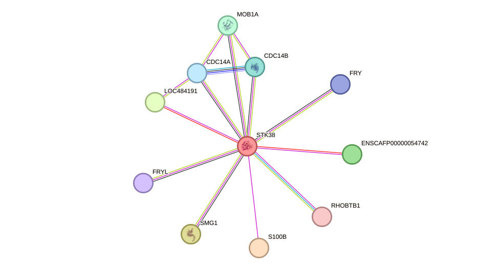 STRING protein interaction network
