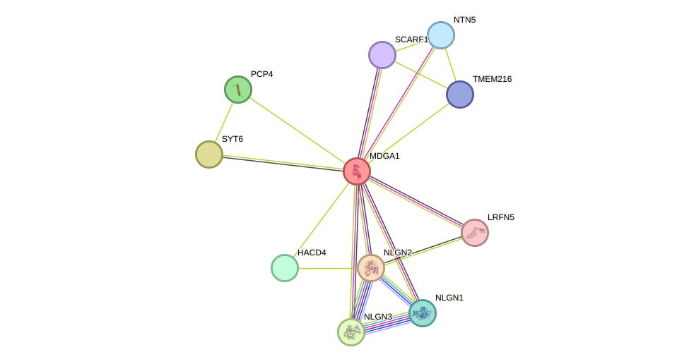 STRING protein interaction network