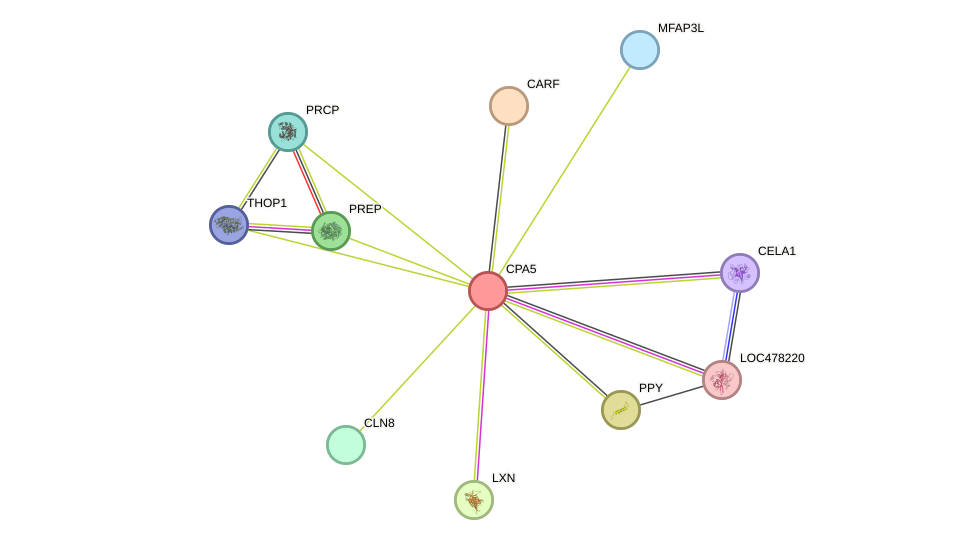 STRING protein interaction network