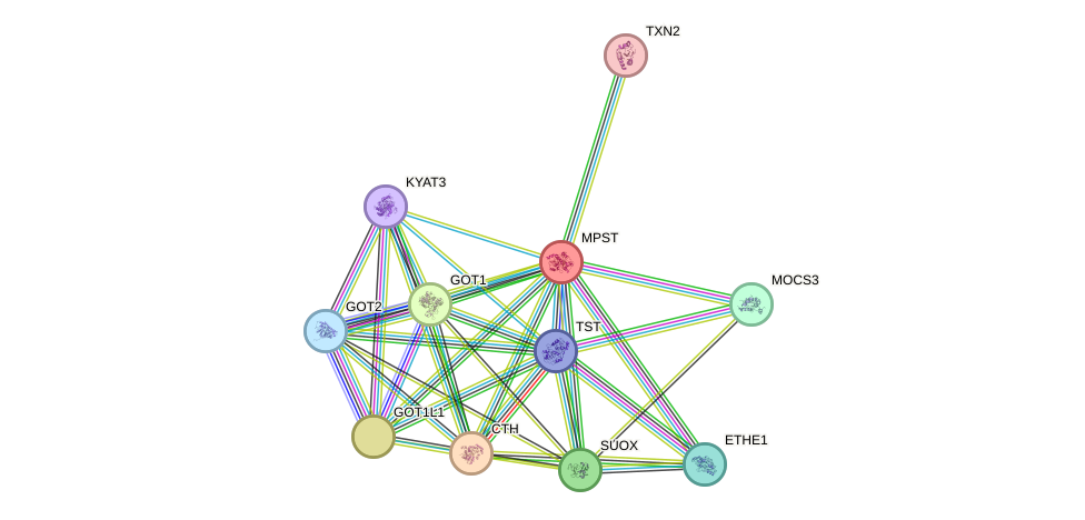 STRING protein interaction network