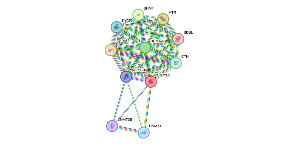 STRING protein interaction network
