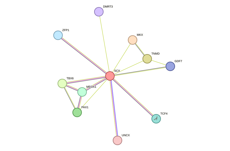 STRING protein interaction network