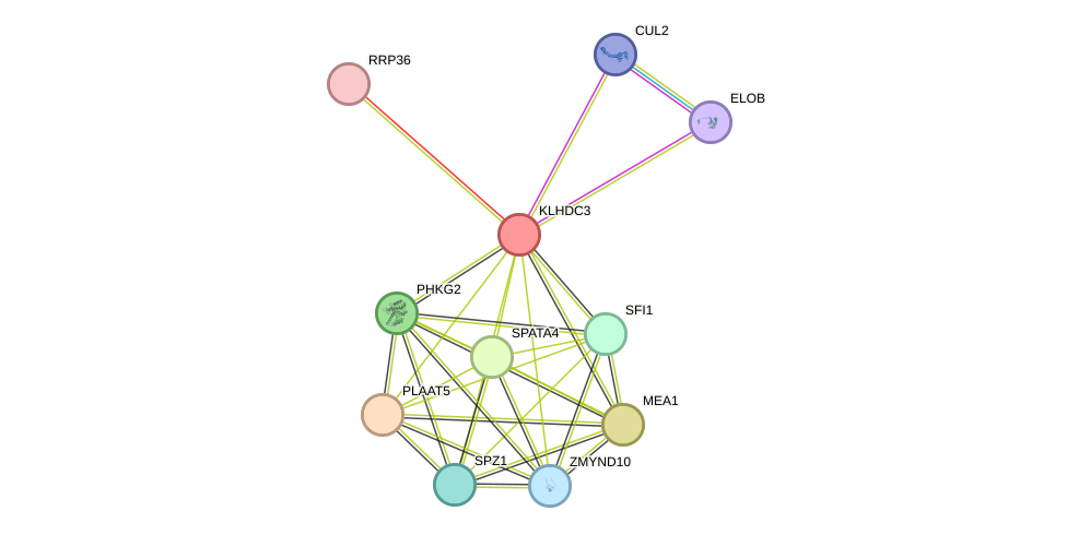 STRING protein interaction network