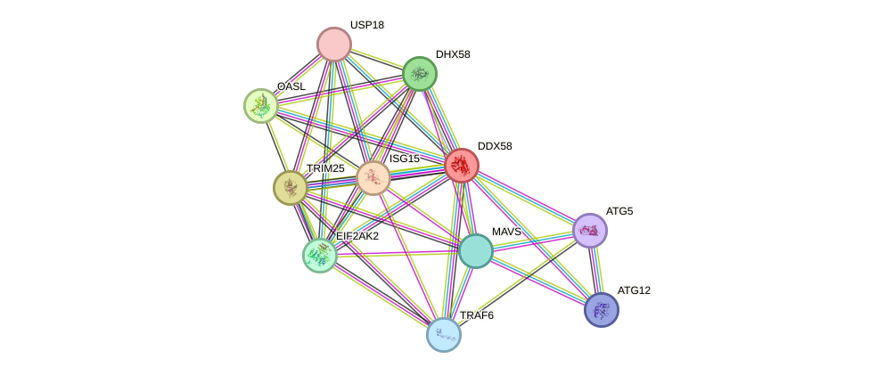 STRING protein interaction network