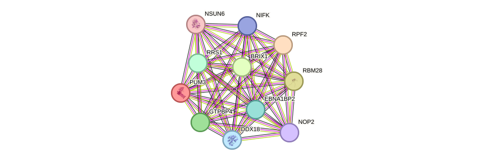 STRING protein interaction network