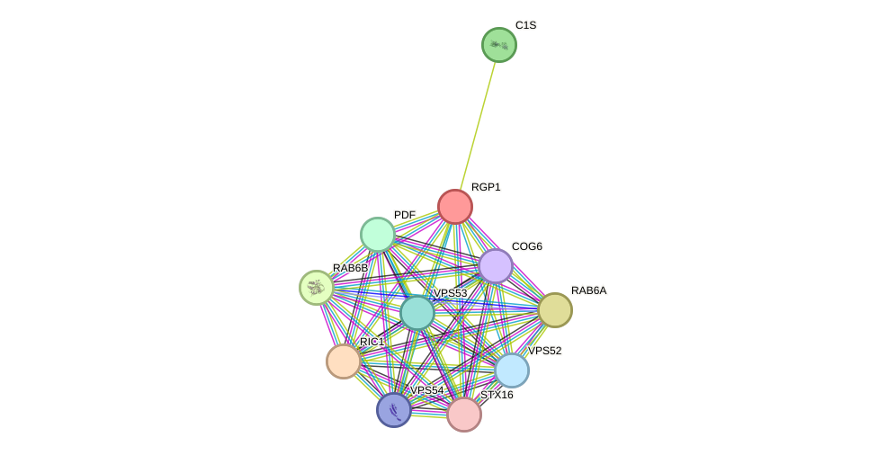 STRING protein interaction network
