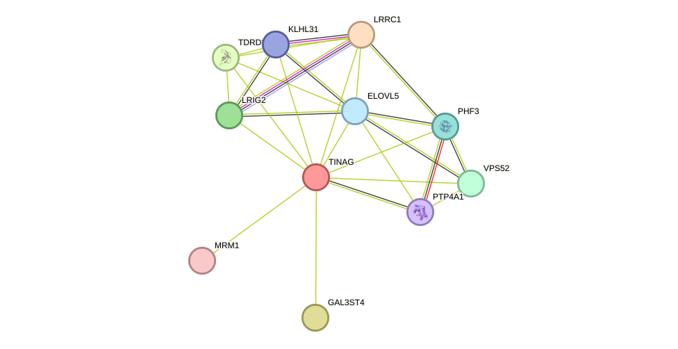 STRING protein interaction network