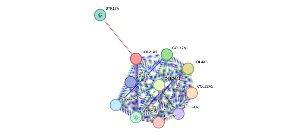 STRING protein interaction network