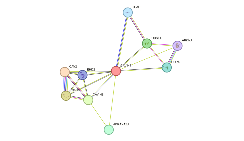 STRING protein interaction network