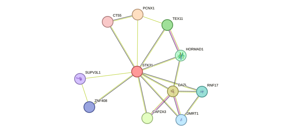 STRING protein interaction network