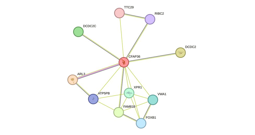 STRING protein interaction network