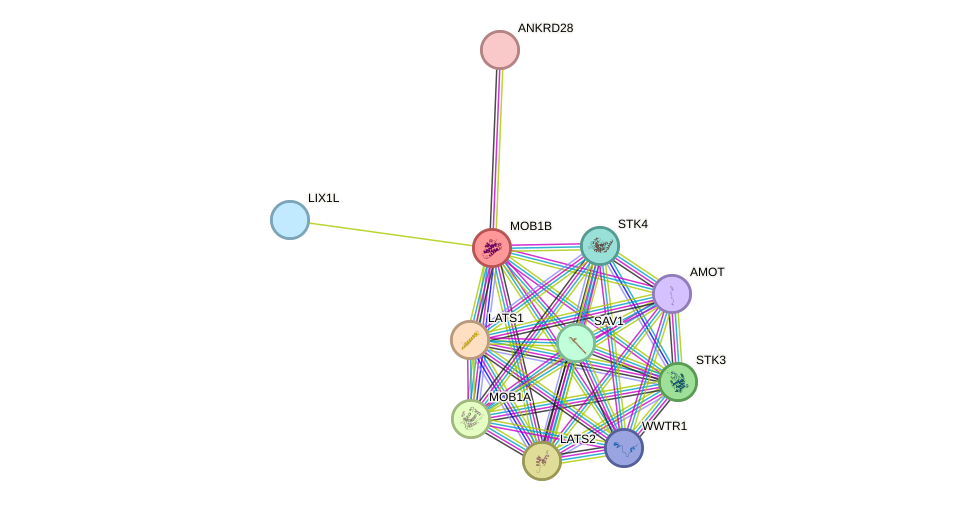 STRING protein interaction network