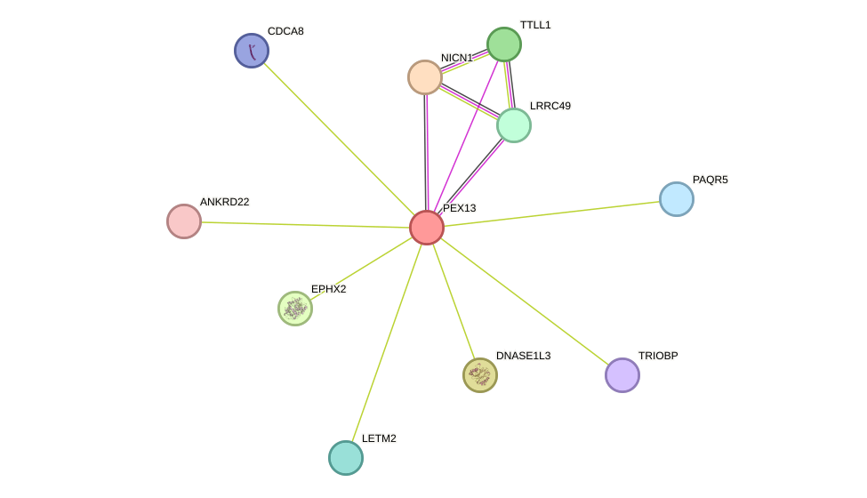 STRING protein interaction network
