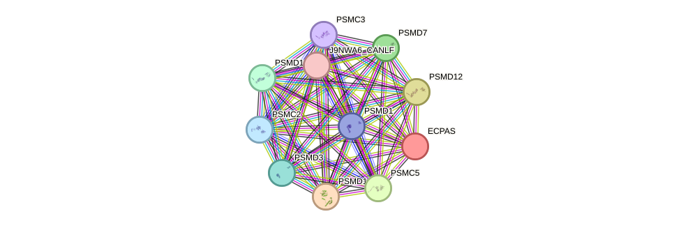 STRING protein interaction network