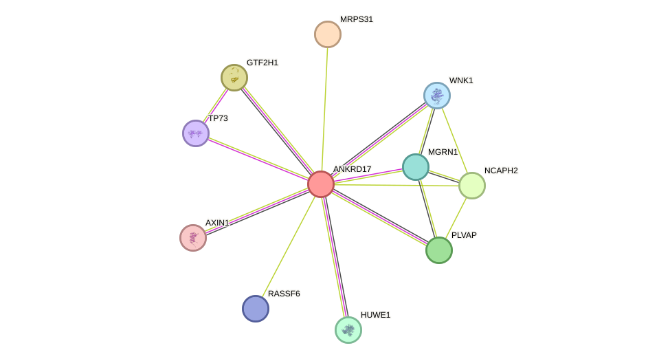 STRING protein interaction network