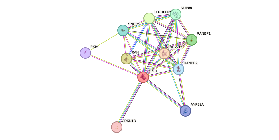 STRING protein interaction network