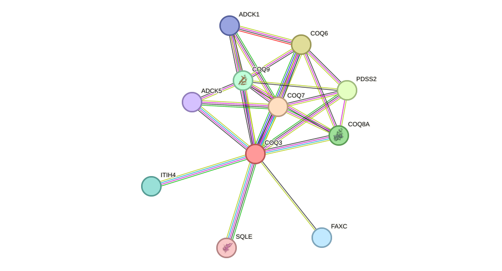 STRING protein interaction network