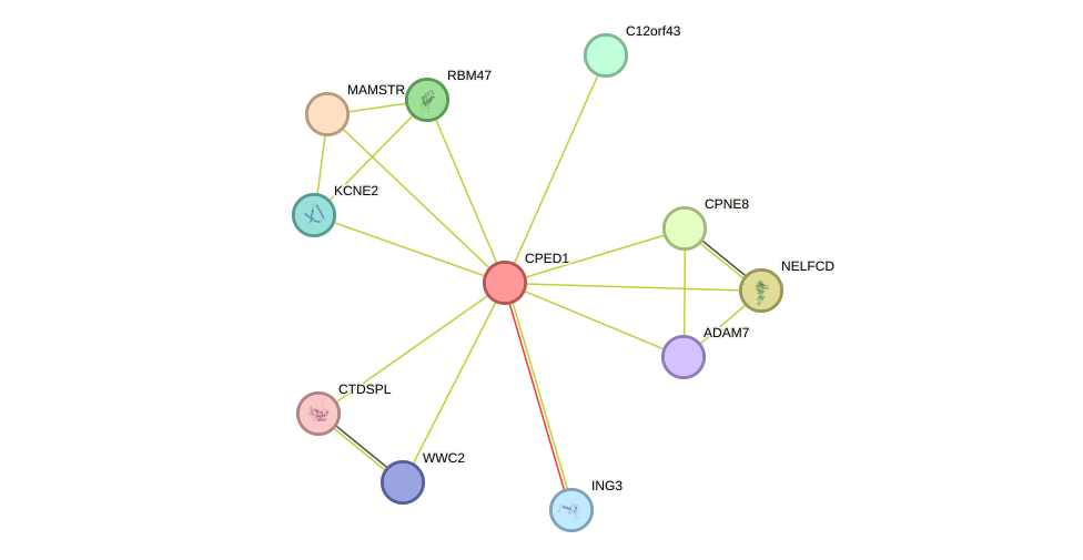 STRING protein interaction network