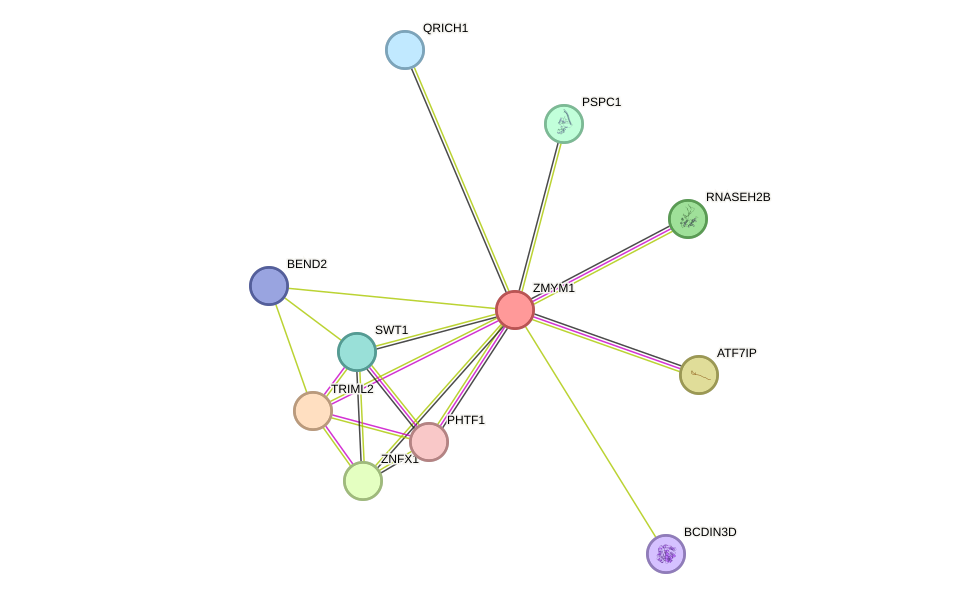 STRING protein interaction network