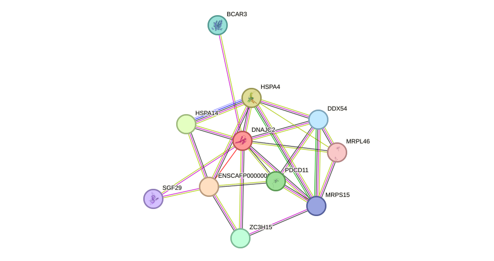 STRING protein interaction network