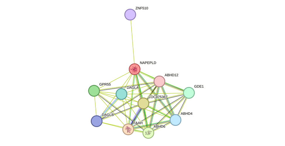 STRING protein interaction network