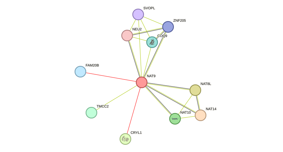 STRING protein interaction network