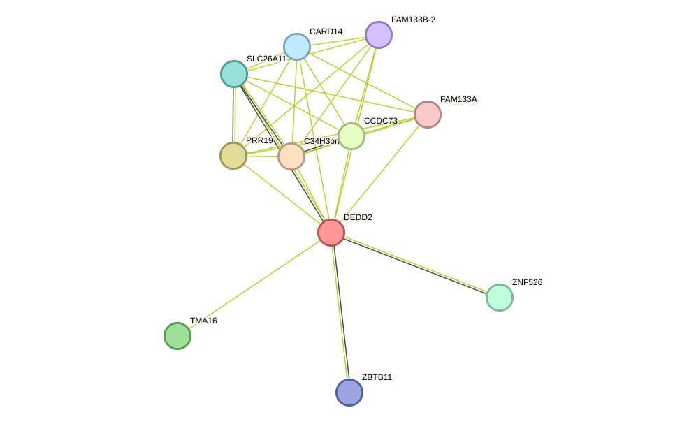 STRING protein interaction network