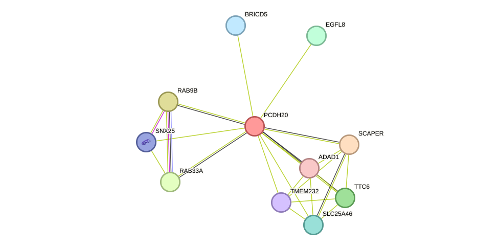 STRING protein interaction network